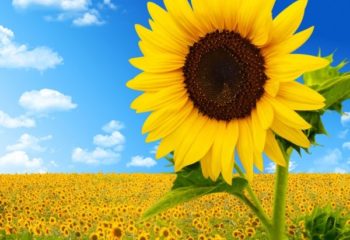 sunflower_image_06_hd_pictures_167025